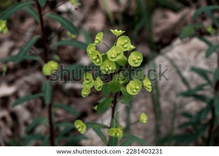 Wood spurge (Euphorbia amygdaloides) yellow-green infloresences blooming in spring