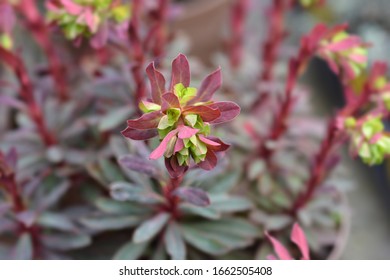Wood spurge Purpurea flower - Latin name - Euphorbia amygdaloides Purpurea - Shutterstock ID 1662505408