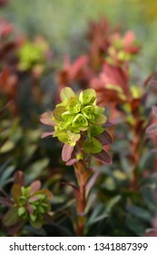 Wood spurge Purpurea - Latin name - Euphorbia amygdaloides Purpurea - Shutterstock ID 1341887399