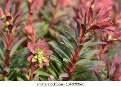 Wood spurge Purpurea - Latin name - Euphorbia amygdaloides Purpurea - Shutterstock ID 1346033690