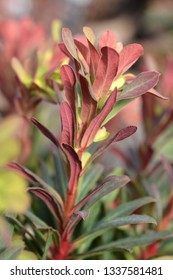 Wood spurge Purpurea side view - Latin name - Euphorbia amygdaloides Purpurea - Shutterstock ID 1337581481