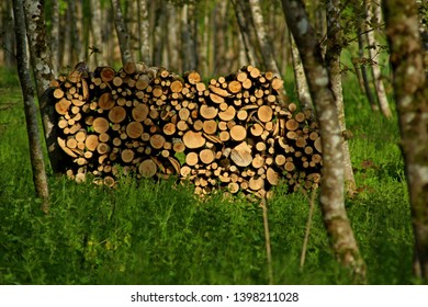 A wood stack in the forest