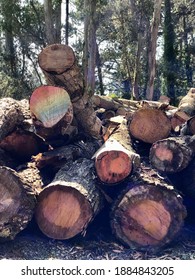 Wood Stack Fort Mason SF