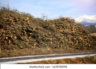 Wood Stored And Ready For Biomass Processing.Ecological Energy And Alternative Fuel. 