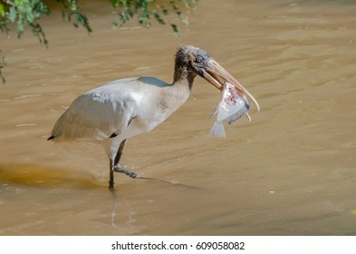 Wood Stork