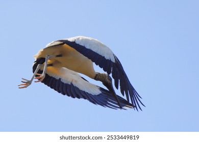 A wood stork bird in mid-flight against a clear blue sky - Powered by Shutterstock