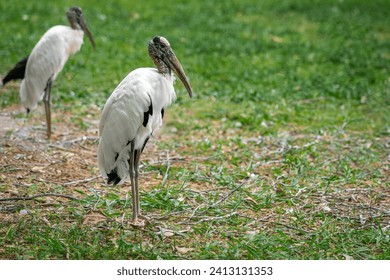 Wood Stork bird (Mycteria americana)