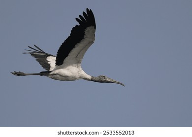 A wood stork in flight against a clear blue sky - Powered by Shutterstock