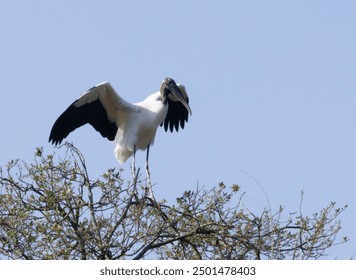 Wood Stork in flight with a blue sky - Powered by Shutterstock