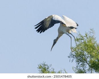 Wood Stork in flight with a blue sky - Powered by Shutterstock