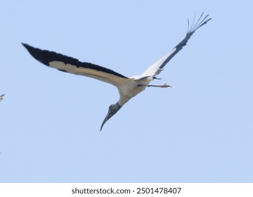 Wood Stork in flight with a blue sky - Powered by Shutterstock