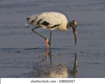 Wood Stork Hunting