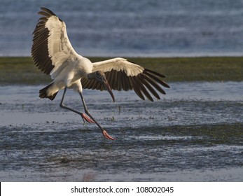 Wood Stork Landing