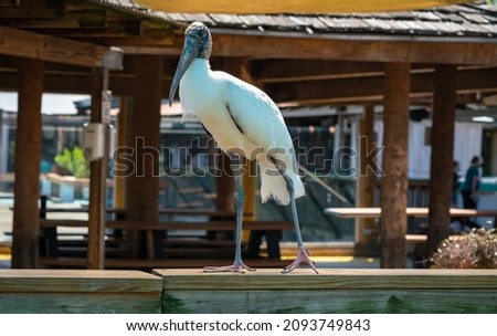 Wood Stork looking for food at gator farm in Orlando Florida.