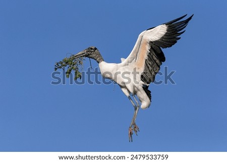 Wood Stork, Mycteria americana, adult bird in flight returning to nest site with nesting material

Florida, USA

April