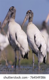 Wood Stork, Mycteria Americana, Adults, Lake Corpus Christi, Texas, USA, June