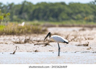 Wood stork (Mycteria americana), large American wading bird in the family Ciconiidae (storks). Santuario de Fauna y Flora Los Flamencos. Caribbean Region. Wildlife and birdwatching in Colombia