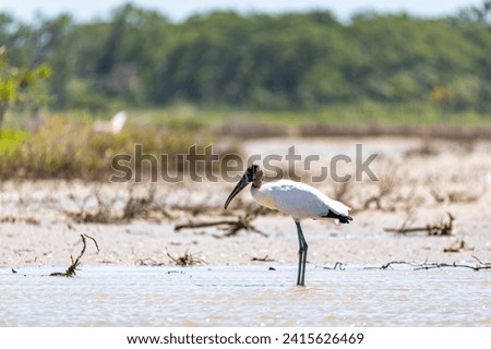 Wood stork (Mycteria americana), large American wading bird in the family Ciconiidae (storks). Santuario de Fauna y Flora Los Flamencos. Caribbean Region. Wildlife and birdwatching in Colombia