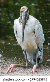 Wood Stork (Mycteria Americana) Sitting On Ground - Davie, Florida, USA