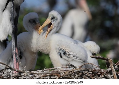 Wood Stork (Mycteria americana) Wakodahatchee Wetlands Florida USA