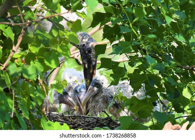 Wood Stork Nest With Babies