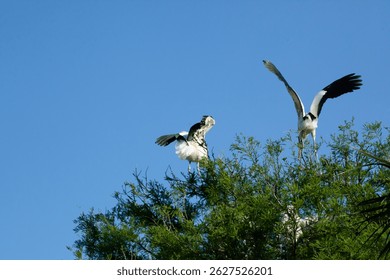 Wood Stork nesting in a tree