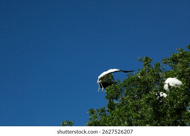 Wood Stork nesting in a tree