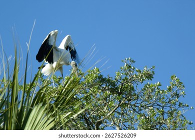 Wood Stork nesting in a tree