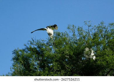 Wood Stork nesting in a tree