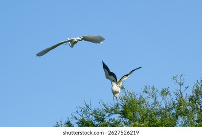 Wood Stork nesting in a tree