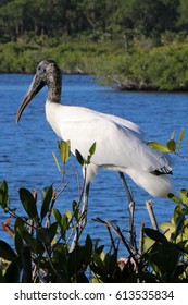 Wood Stork Profile