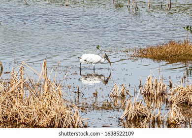 Wood Stork Ten Thousand Islands National Wildlife Refuge - Marsh Trail