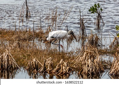 Wood Stork Ten Thousand Islands National Wildlife Refuge - Marsh Trail