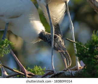 Wood Storks Building Nest, Florida Rookery.