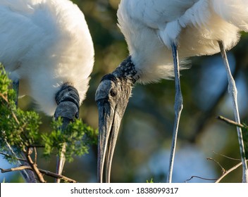 Wood Storks Building Nest, Florida Rookery.