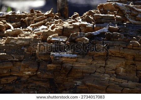 Wood is a structural tissue material found as xylem in the stems and roots of trees and other woody plants. 