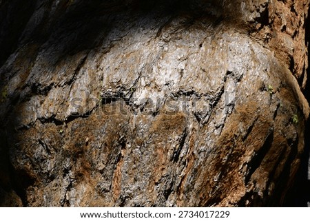 Wood is a structural tissue material found as xylem in the stems and roots of trees and other woody plants. 
