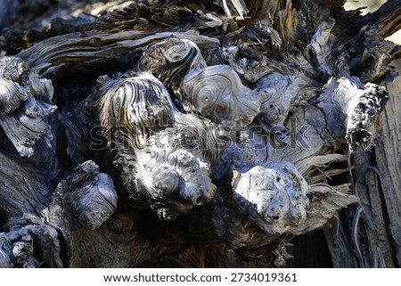 Wood is a structural tissue material found as xylem in the stems and roots of trees and other woody plants. 
