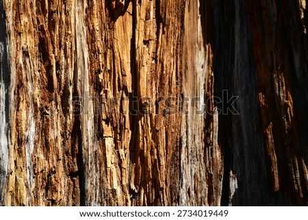 Wood is a structural tissue material found as xylem in the stems and roots of trees and other woody plants. 