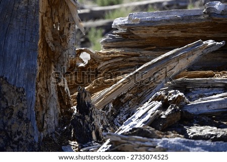 Wood is a structural tissue material found as xylem in the stems and roots of trees and other woody plants. 
