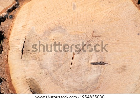 Wood surface with annual rings. The texture of a saw cut of a centuries-old tree