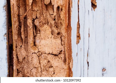 wood with termite damage.