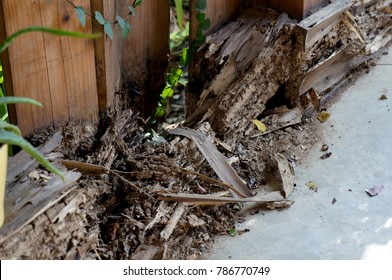 The wood with termites damage