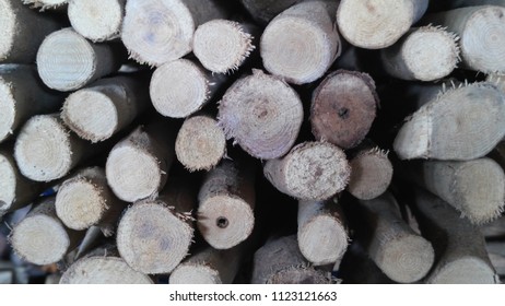 Wood Texture Background 03