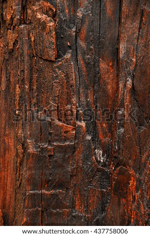 Similar – burnt tree bark after a forest fire