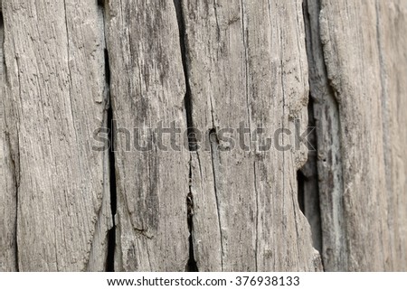 wood texture (center of frame is selected focus)