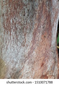 Wood Texture. Close Up Texture Of Broken Wood Panel.