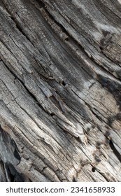 wood texture close-up. High quality photo.