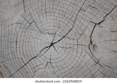 Wood texture of cut tree trunk surface with knot insert. Abstract backgrounds. Closeup view of end cut wood tree section with cracks and annual rings. Natural organic cracked and circular pattern.