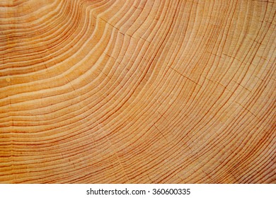 Wood Texture Of Cut Tree Trunk, Close-up
